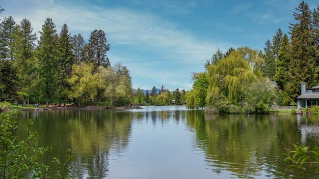 Bela paisagem fotografada de um lago verde cercado por árvores sob o céu pacífico