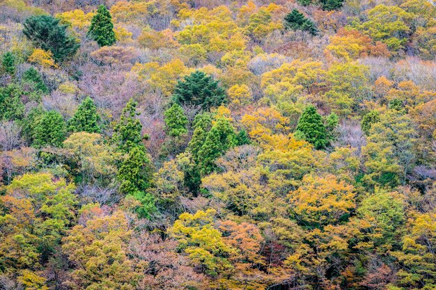 Bela paisagem muita árvore com folhas coloridas ao redor da montanha