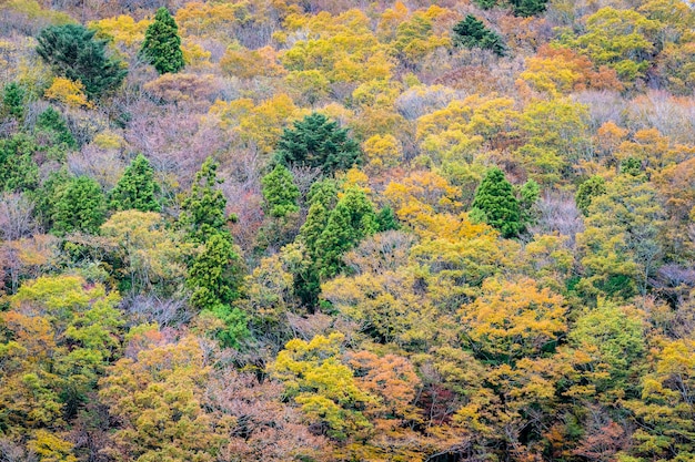 Bela paisagem muita árvore com folhas coloridas ao redor da montanha