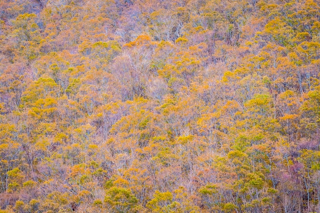 Bela paisagem muita árvore com folhas coloridas ao redor da montanha