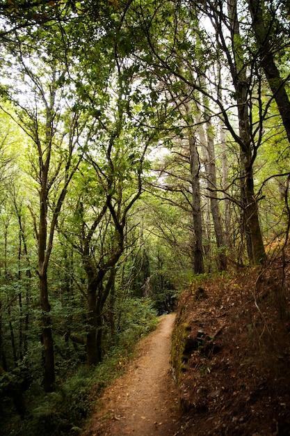 Foto grátis bela paisagem natural de floresta