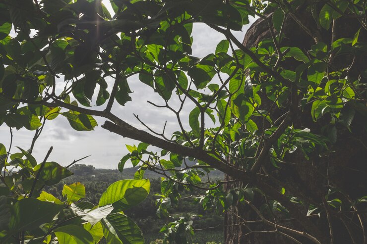 Foto grátis bela paisagem