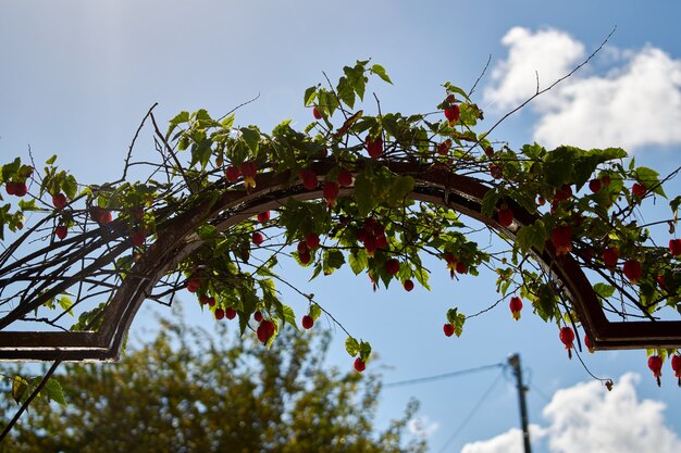 Bela planta cultivada sobre um arco de metal em um jardim