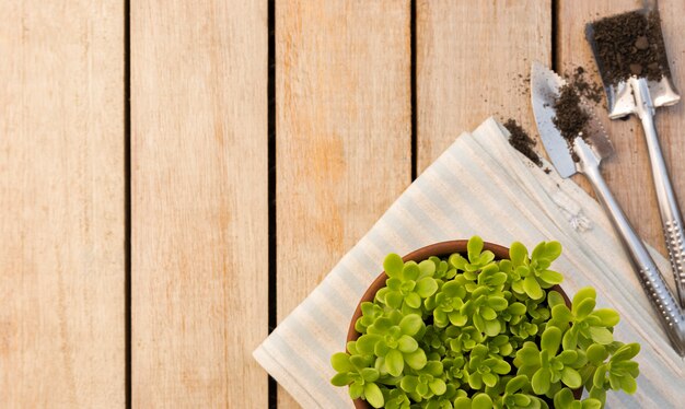 Bela planta em vaso na mesa de madeira com espaço de cópia