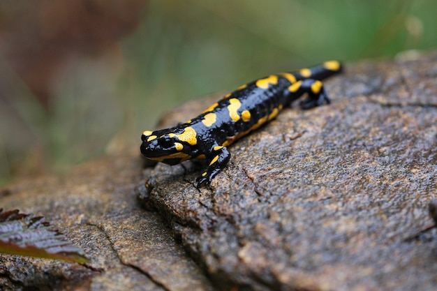 Bela salamandra selvagem no habitat natural