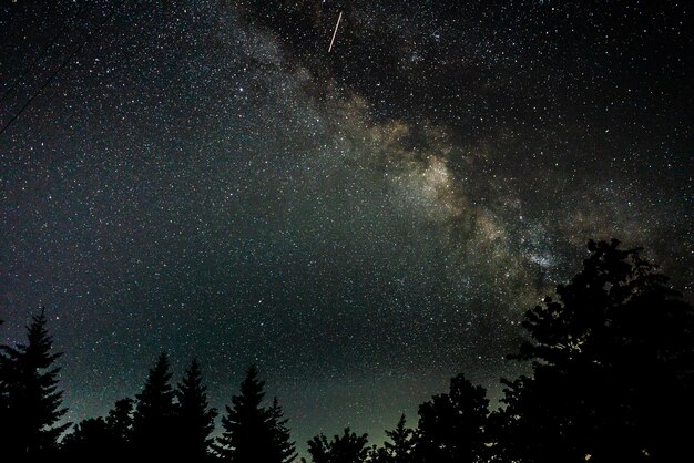 Bela silhueta de árvores sob um céu estrelado