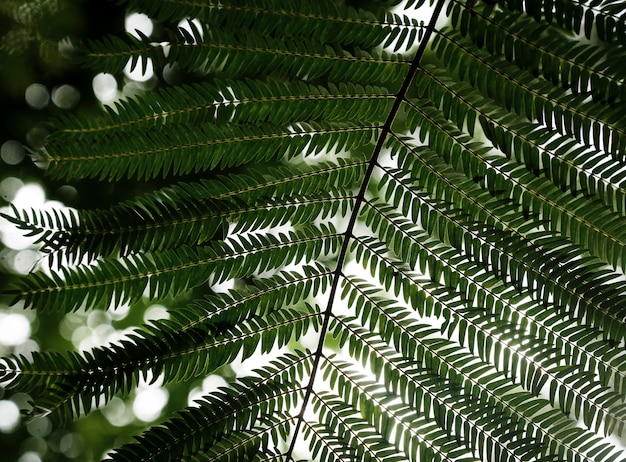 Foto grátis bela tropical deixa closeup