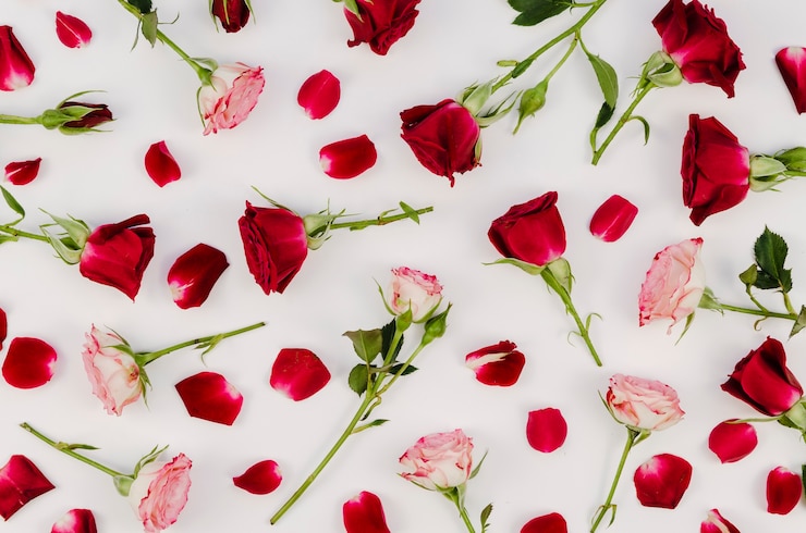 Foto grátis bela variedade de rosas vista de cima