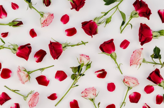 Bela variedade de rosas vista de cima