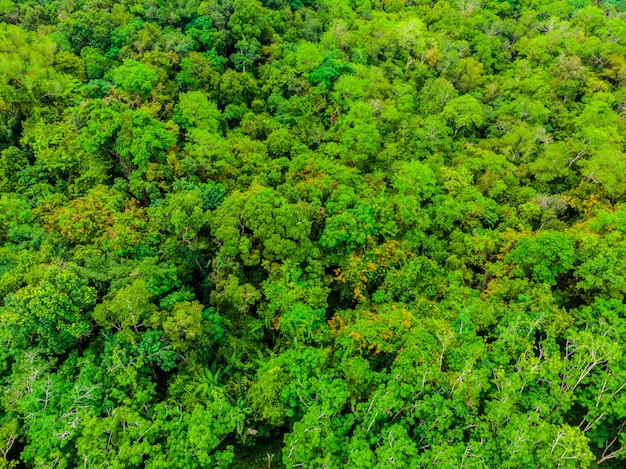 Bela vista aérea de árvores da natureza na floresta