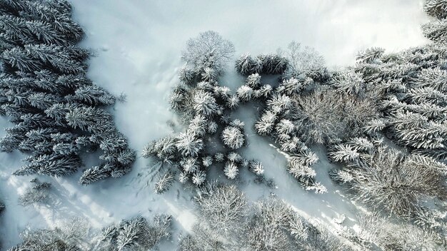 Bela vista aérea de uma floresta com árvores cobertas de neve durante o inverno