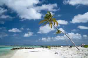 Foto grátis bela vista da praia branca maldivas