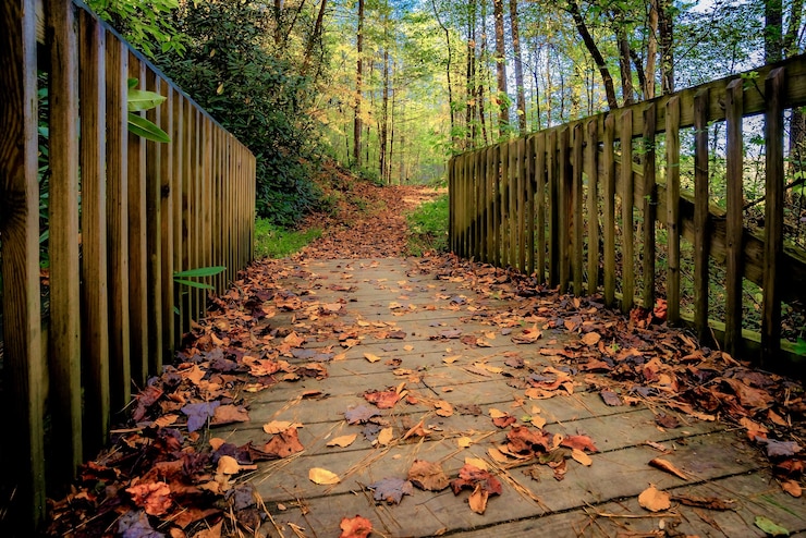 Foto grátis bela vista da vegetação e uma ponte na floresta - perfeita para o fundo