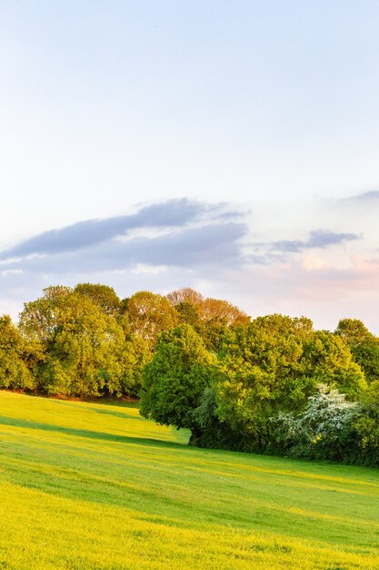 Bela vista das árvores com folhas verdes nos campos de grama sob o céu azul