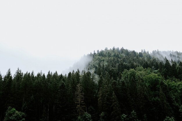 Bela vista das árvores em uma floresta tropical capturada no nevoeiro