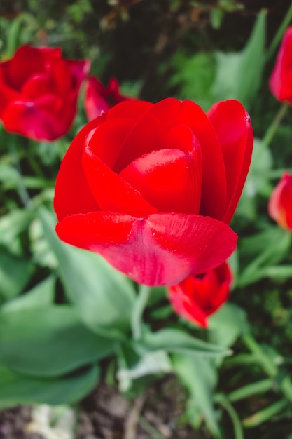 Bela vista das flores de tulipas vermelhas no jardim