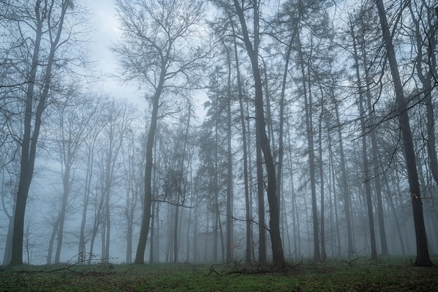 Bela vista de árvores altas na floresta na temporada de outono em um pequeno nevoeiro