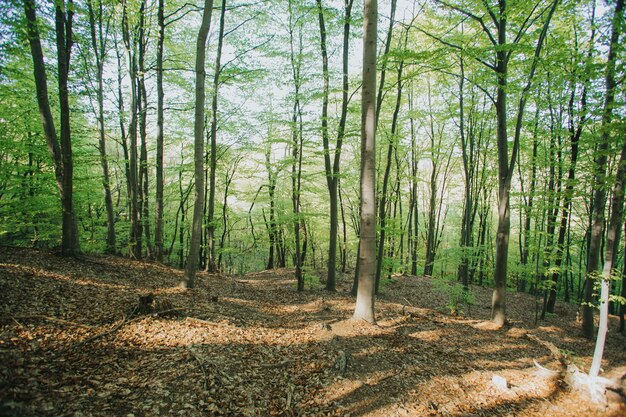 Bela vista de árvores altas na floresta sob a luz do sol