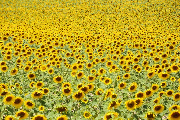 Bela vista de girassóis crescendo no campo de girassóis em um dia ensolarado