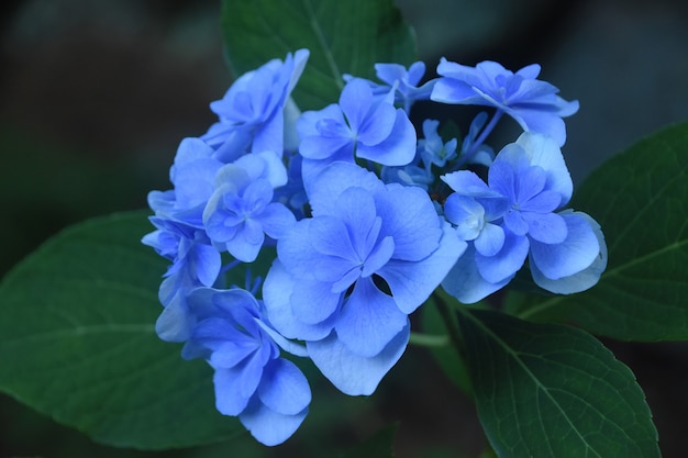 Bela vista de perto um arbusto de hortênsia azul claro em flor.