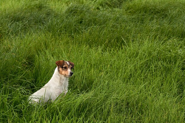 Bela vista de um adorável cachorro branco na grama verde
