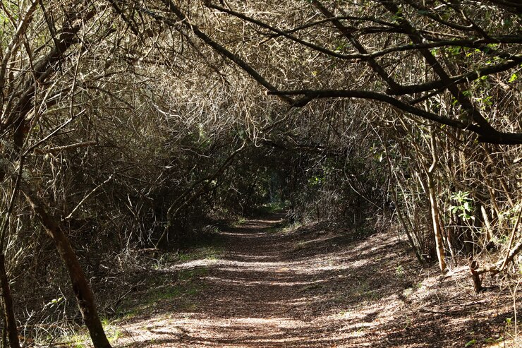 Foto grátis bela vista de um caminho passando por um túnel feito de árvores