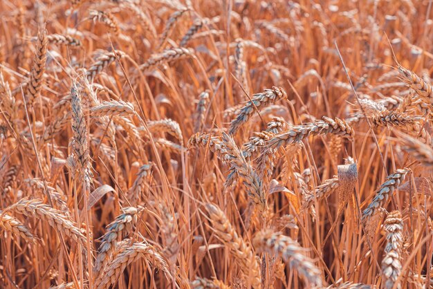 Bela vista de um campo de trigo