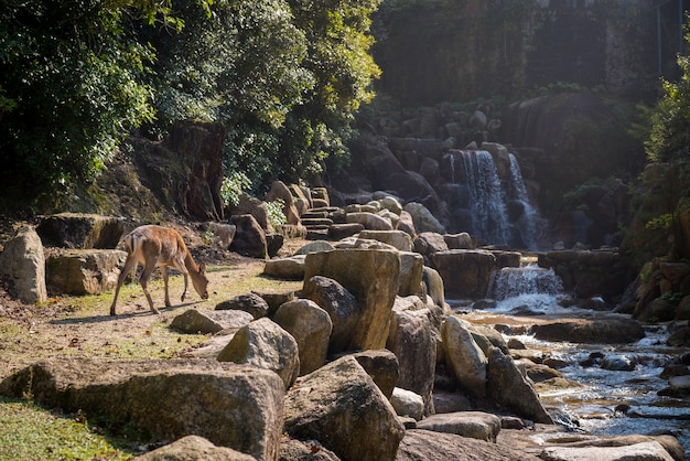 Bela vista de um cervo pela cachoeira e as pedras capturadas na ilha de Miyajima, Japão