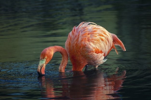 Bela vista de um flamingo rosa no lago