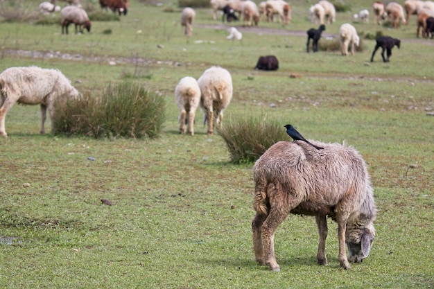 Bela vista de um rebanho de ovelhas pastando em um campo coberto de grama