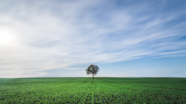 Bela vista de uma árvore no meio de um campo no norte da Alemanha