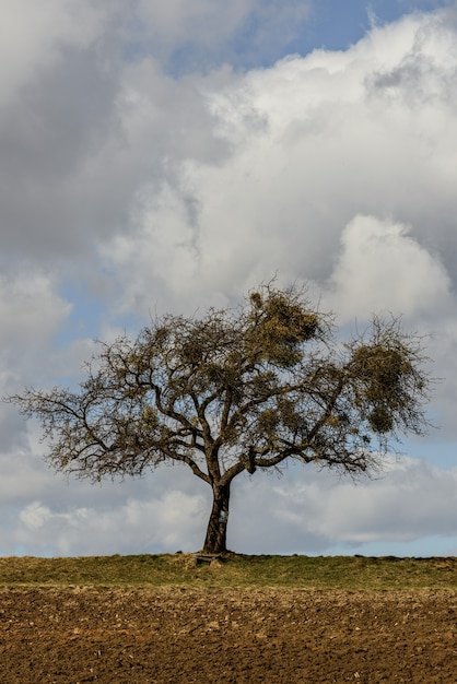 Bela vista de uma árvore solitária no meio de um campo em um fundo de nuvens
