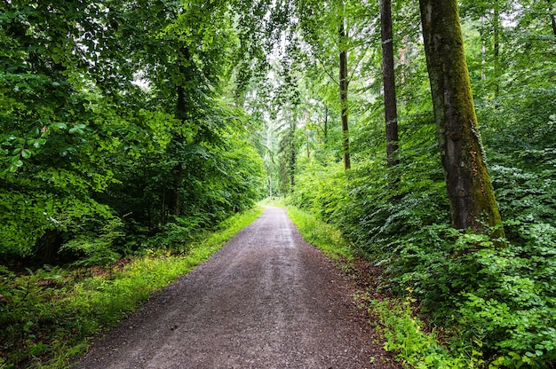 Bela vista de uma estrada de terra em meio à floresta verdejante no verão