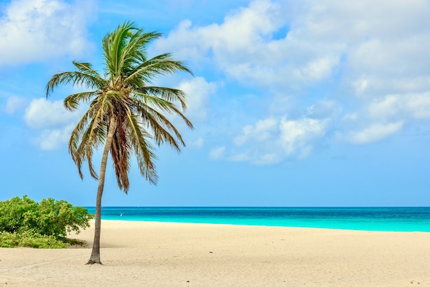 Bela vista de uma palmeira na idílica areia branca da Eagle Beach em Aruba