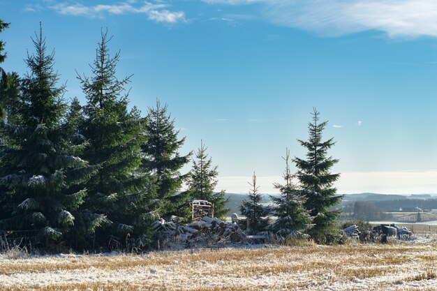Bela vista dos pinheiros no inverno na Noruega