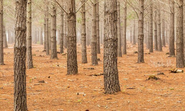 Bela vista dos troncos das árvores na floresta capturada na Cidade do Cabo, África do Sul