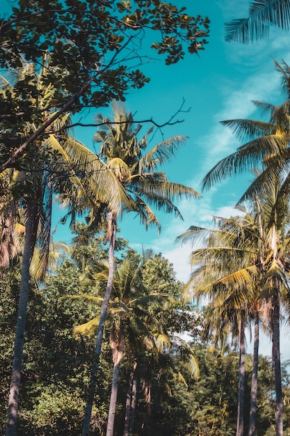 Bela vista vertical das palmas das mãos e do céu azul claro