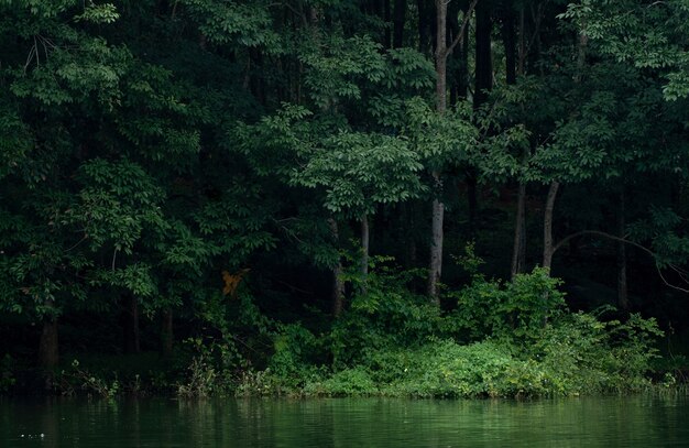 Belas árvores e um lago na plantação de borracha em Kerala, Índia