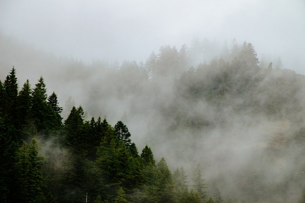 Belas montanhas arborizadas em um nevoeiro