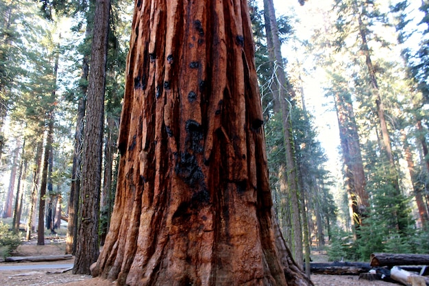 Belas paisagens de árvores da floresta e vegetação