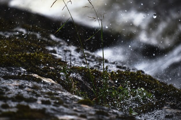 Belas paisagens de neve misturada com chuva caindo sobre as plantas verdes