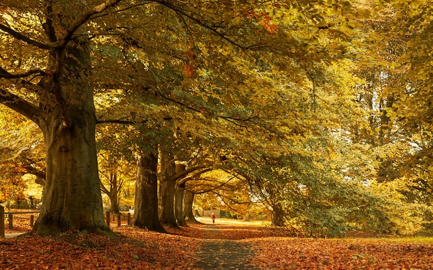 Belas paisagens de outono no parque com as folhas amarelas caídas no chão
