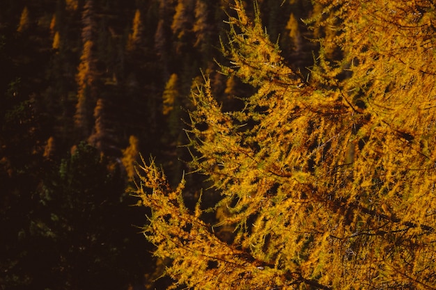 Belas paisagens de uma floresta de árvores no final do outono - excelente para um fundo natural