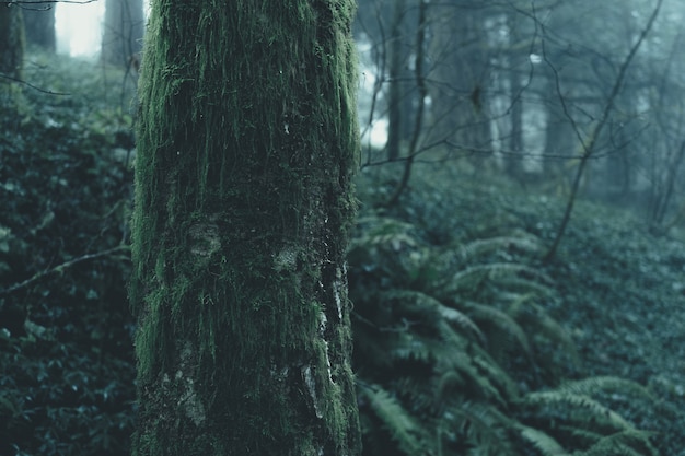 Belas paisagens de uma floresta misteriosa nebulosa em um dia sombrio