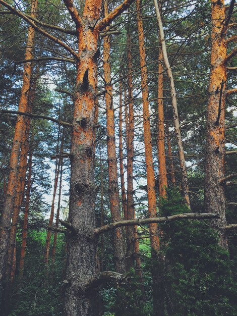 Belas paisagens de uma floresta no campo