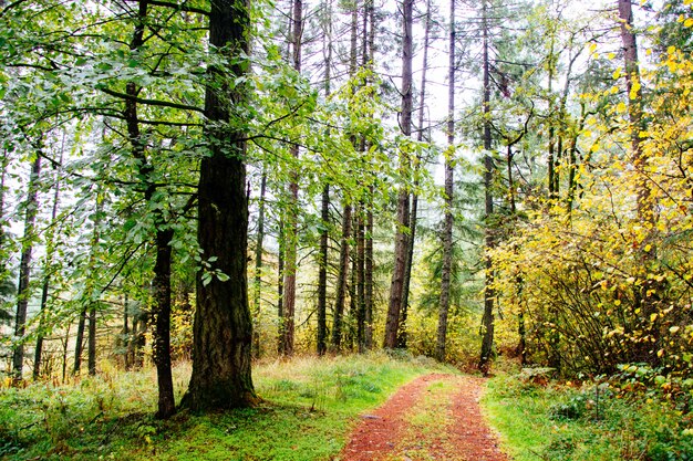 Belas paisagens de uma floresta