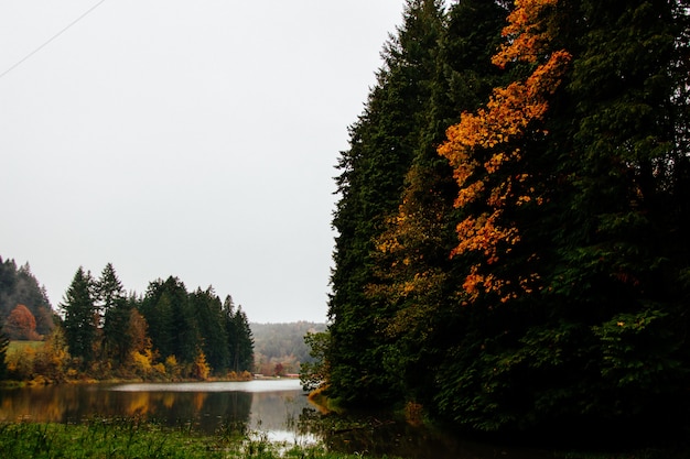 Belas paisagens de uma floresta