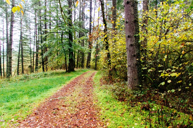 Belas paisagens de uma floresta