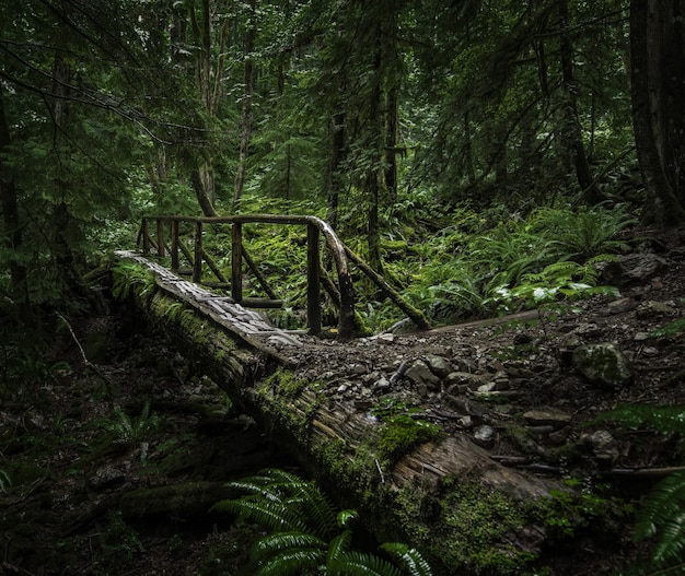 Belas paisagens de uma ponte de madeira no meio de uma floresta com árvores e plantas verdes