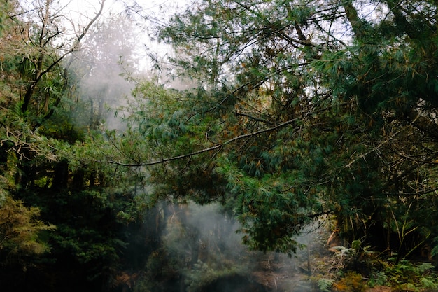 Belas paisagens de vapor em uma floresta com muitas árvores verdes